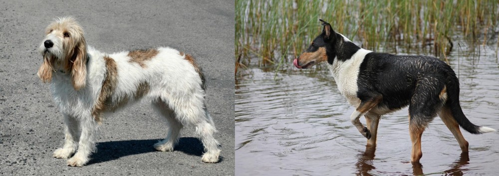 Smooth Collie vs Grand Basset Griffon Vendeen - Breed Comparison