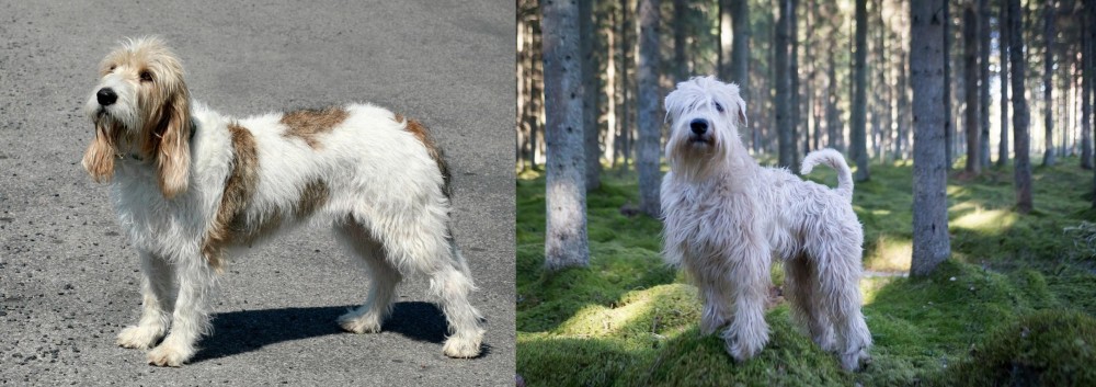 Soft-Coated Wheaten Terrier vs Grand Basset Griffon Vendeen - Breed Comparison