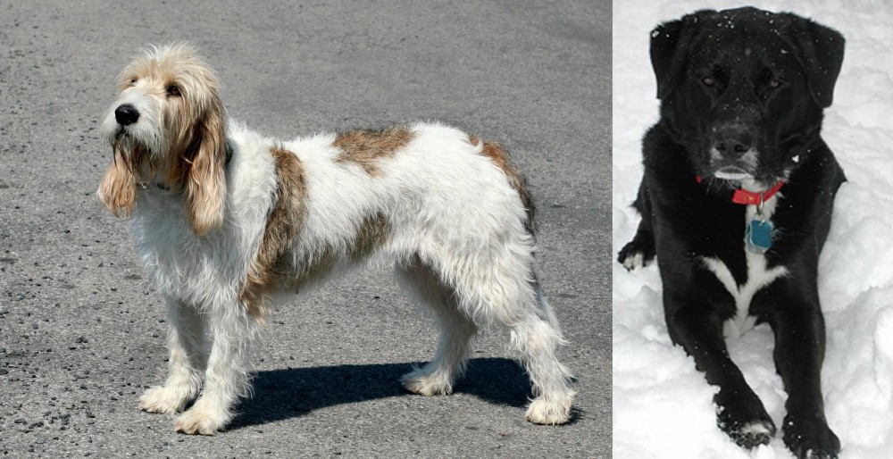 St. John's Water Dog vs Grand Basset Griffon Vendeen - Breed Comparison