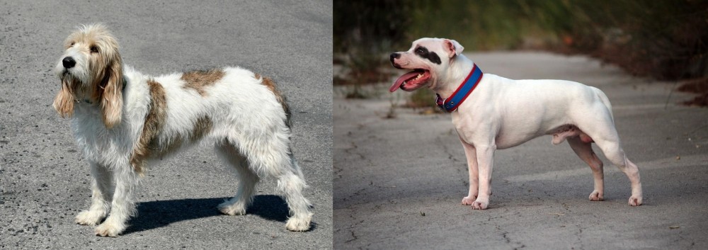 Staffordshire Bull Terrier vs Grand Basset Griffon Vendeen - Breed Comparison
