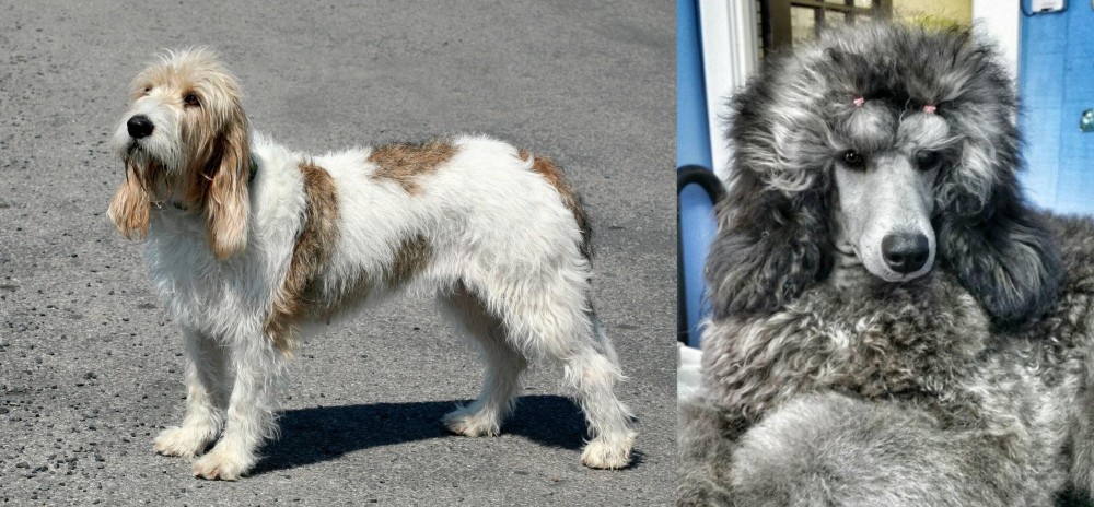 Standard Poodle vs Grand Basset Griffon Vendeen - Breed Comparison