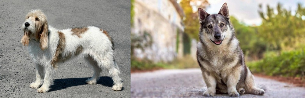 Swedish Vallhund vs Grand Basset Griffon Vendeen - Breed Comparison