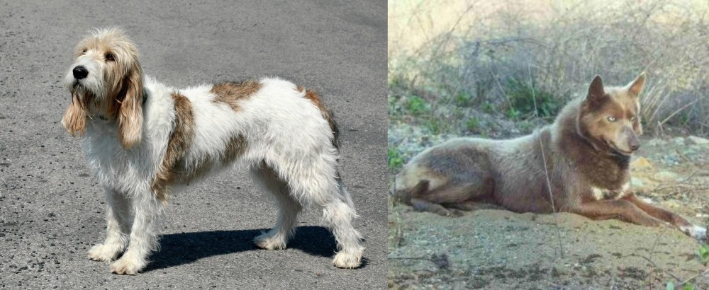 Tahltan Bear Dog vs Grand Basset Griffon Vendeen - Breed Comparison