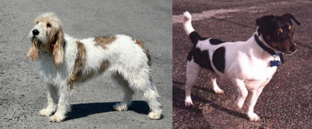 Teddy Roosevelt Terrier vs Grand Basset Griffon Vendeen - Breed Comparison