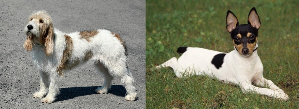 Toy Fox Terrier vs Grand Basset Griffon Vendeen - Breed Comparison