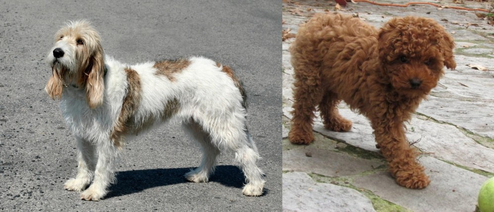 Toy Poodle vs Grand Basset Griffon Vendeen - Breed Comparison