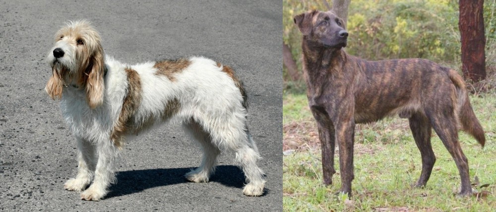 Treeing Tennessee Brindle vs Grand Basset Griffon Vendeen - Breed Comparison