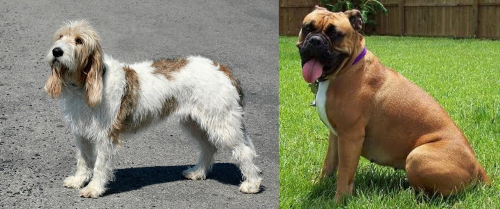 Valley Bulldog vs Grand Basset Griffon Vendeen - Breed Comparison