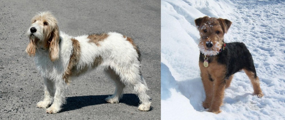 Welsh Terrier vs Grand Basset Griffon Vendeen - Breed Comparison