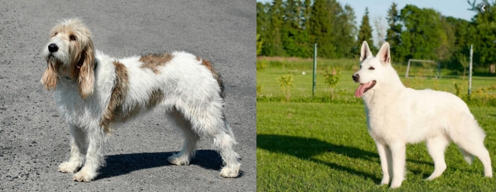 White Shepherd vs Grand Basset Griffon Vendeen - Breed Comparison