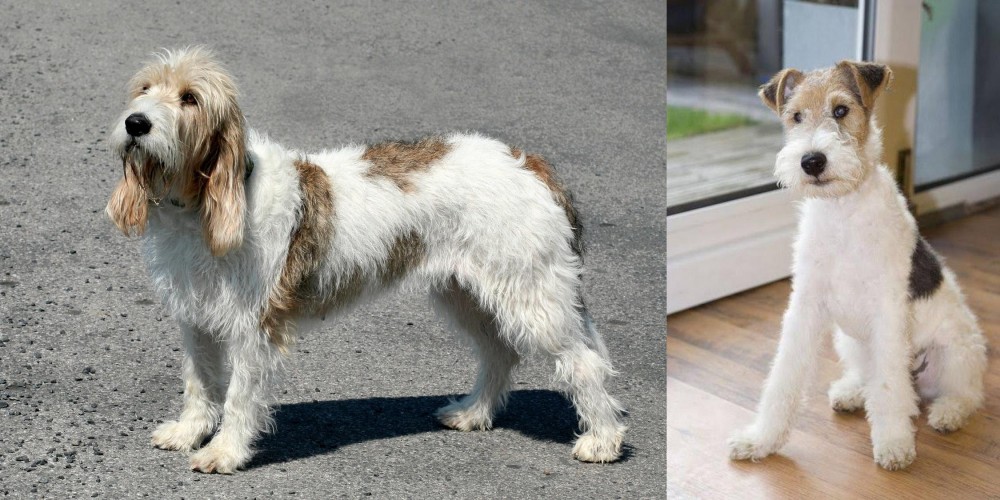 Wire Fox Terrier vs Grand Basset Griffon Vendeen - Breed Comparison