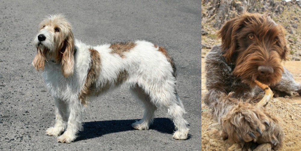 Wirehaired Pointing Griffon vs Grand Basset Griffon Vendeen - Breed Comparison