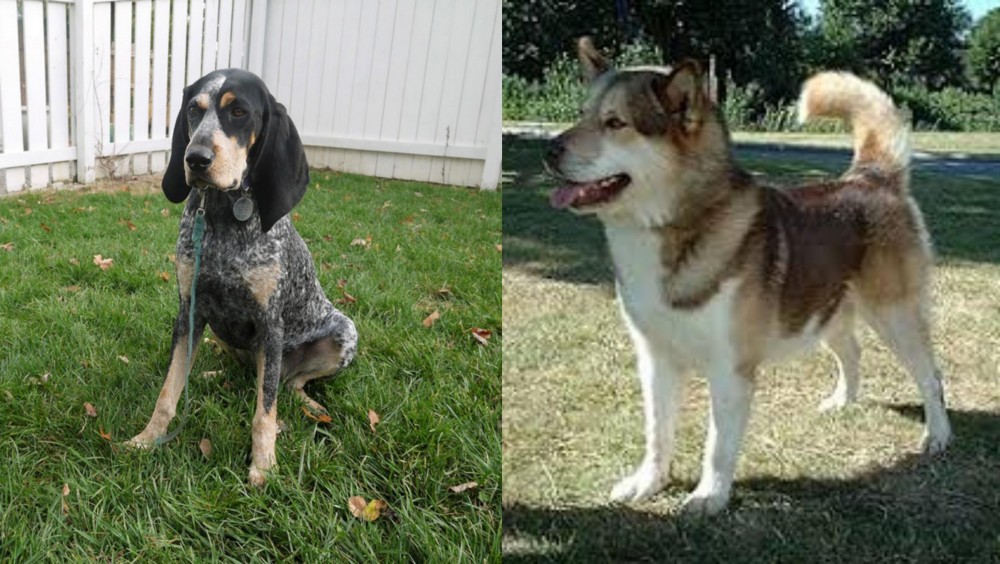 Greenland Dog vs Grand Bleu de Gascogne - Breed Comparison