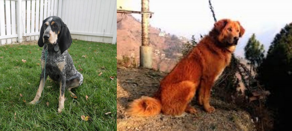 Himalayan Sheepdog vs Grand Bleu de Gascogne - Breed Comparison
