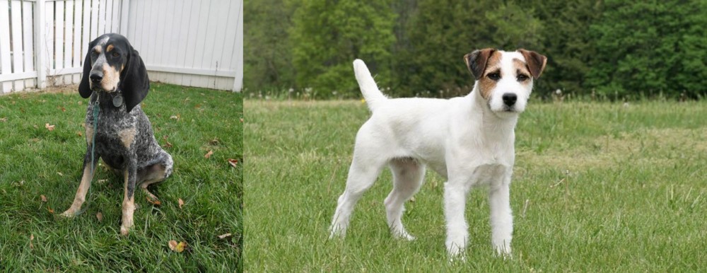 Jack Russell Terrier vs Grand Bleu de Gascogne - Breed Comparison