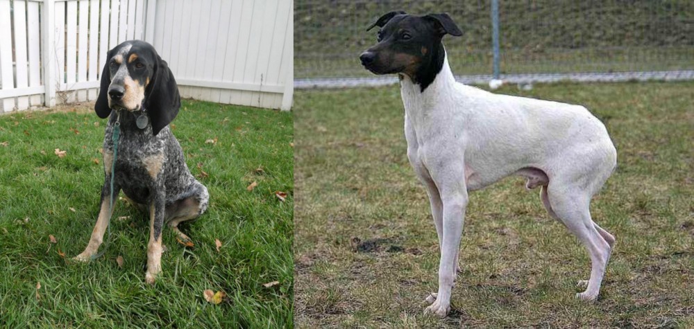 Japanese Terrier vs Grand Bleu de Gascogne - Breed Comparison