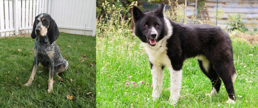 Karelian Bear Dog vs Grand Bleu de Gascogne - Breed Comparison