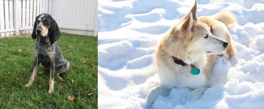 Labrador Husky vs Grand Bleu de Gascogne - Breed Comparison