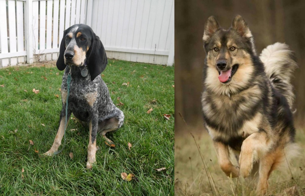 Native American Indian Dog vs Grand Bleu de Gascogne - Breed Comparison