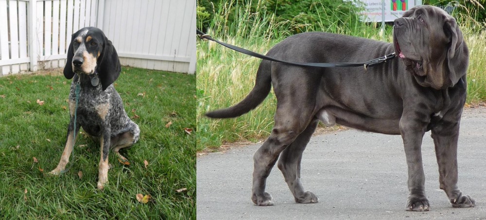 Neapolitan Mastiff vs Grand Bleu de Gascogne - Breed Comparison