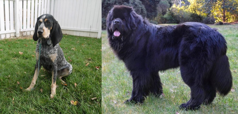 Newfoundland Dog vs Grand Bleu de Gascogne - Breed Comparison