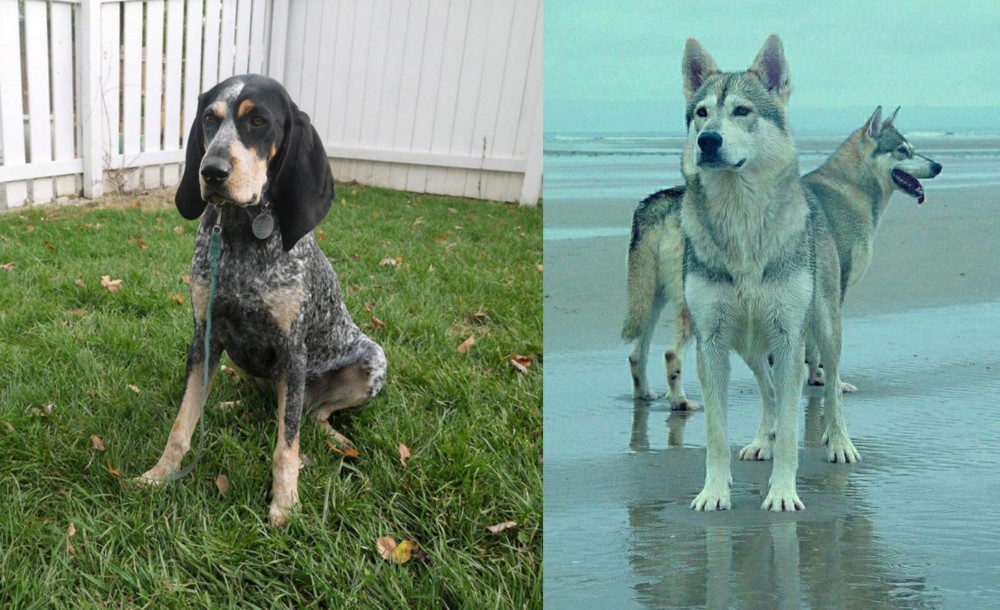 Northern Inuit Dog vs Grand Bleu de Gascogne - Breed Comparison