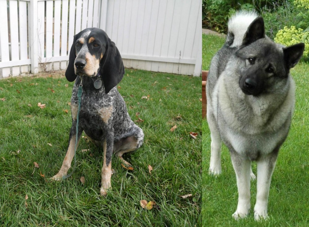 Norwegian Elkhound vs Grand Bleu de Gascogne - Breed Comparison