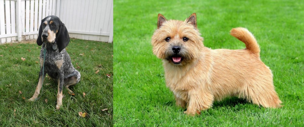 Norwich Terrier vs Grand Bleu de Gascogne - Breed Comparison