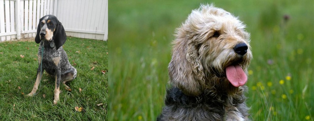 Otterhound vs Grand Bleu de Gascogne - Breed Comparison