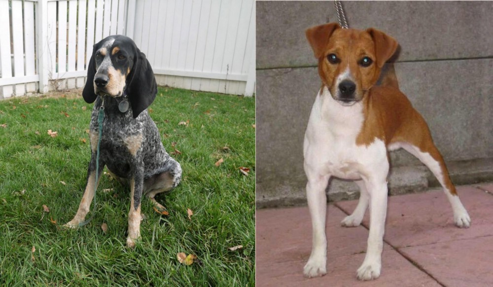 Plummer Terrier vs Grand Bleu de Gascogne - Breed Comparison