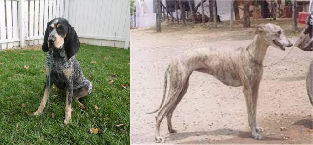 Rampur Greyhound vs Grand Bleu de Gascogne - Breed Comparison