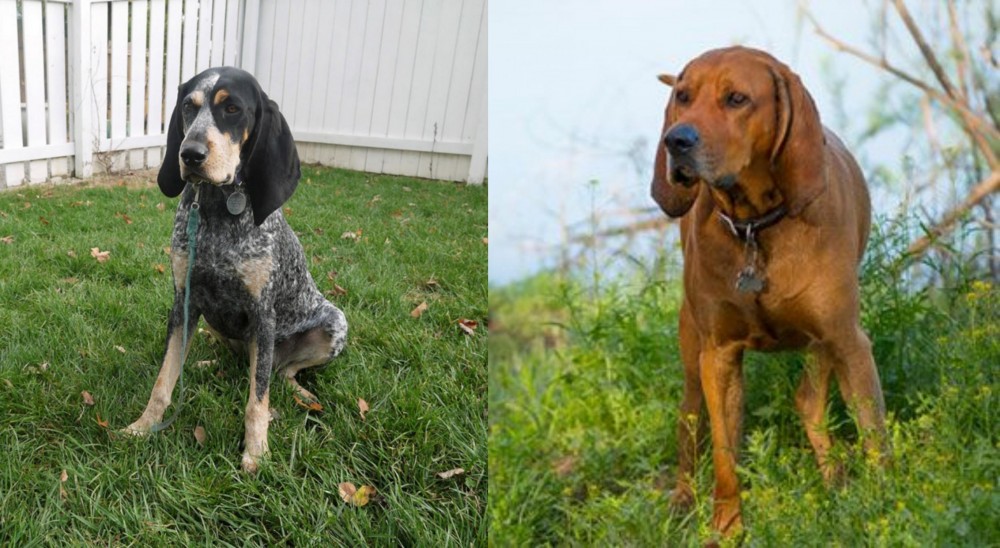 Redbone Coonhound vs Grand Bleu de Gascogne - Breed Comparison