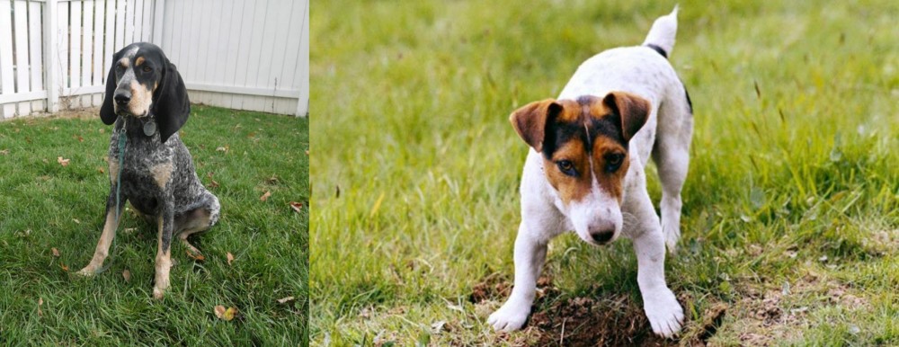 Russell Terrier vs Grand Bleu de Gascogne - Breed Comparison