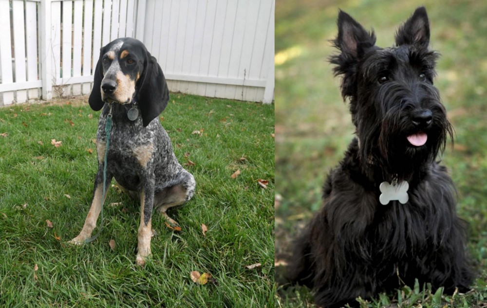 Scoland Terrier vs Grand Bleu de Gascogne - Breed Comparison
