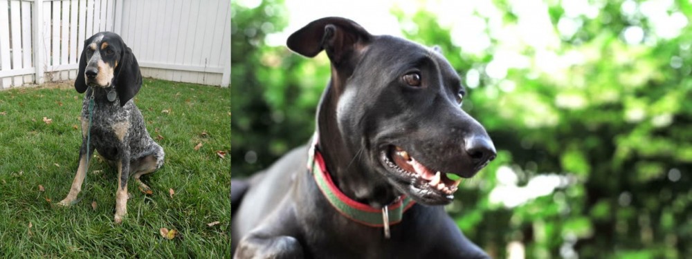 Shepard Labrador vs Grand Bleu de Gascogne - Breed Comparison