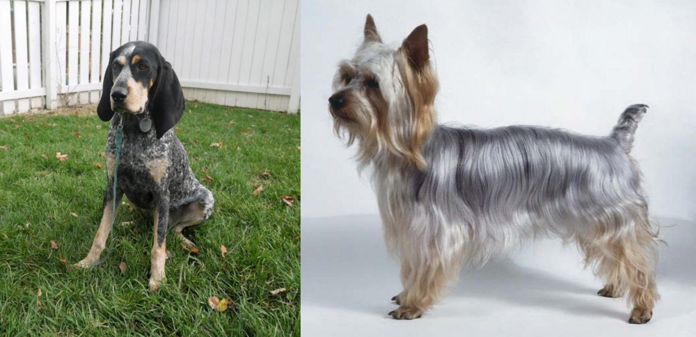 Silky Terrier vs Grand Bleu de Gascogne - Breed Comparison