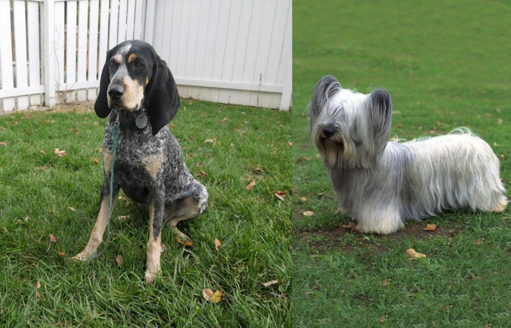 Skye Terrier vs Grand Bleu de Gascogne - Breed Comparison