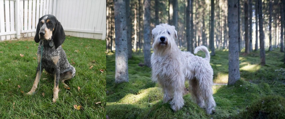 Soft-Coated Wheaten Terrier vs Grand Bleu de Gascogne - Breed Comparison