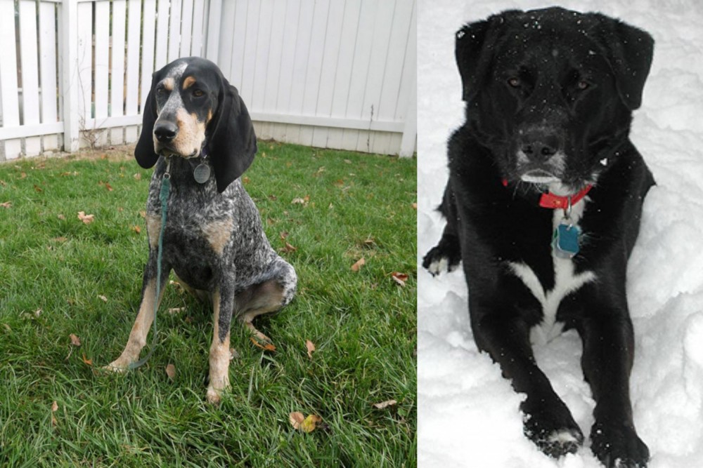 St. John's Water Dog vs Grand Bleu de Gascogne - Breed Comparison
