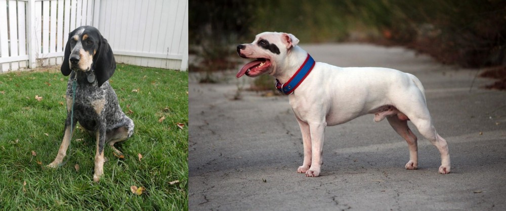 Staffordshire Bull Terrier vs Grand Bleu de Gascogne - Breed Comparison