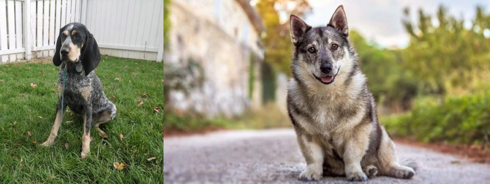 Swedish Vallhund vs Grand Bleu de Gascogne - Breed Comparison