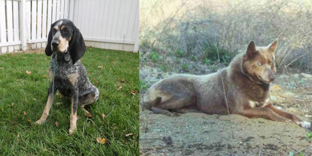 Tahltan Bear Dog vs Grand Bleu de Gascogne - Breed Comparison