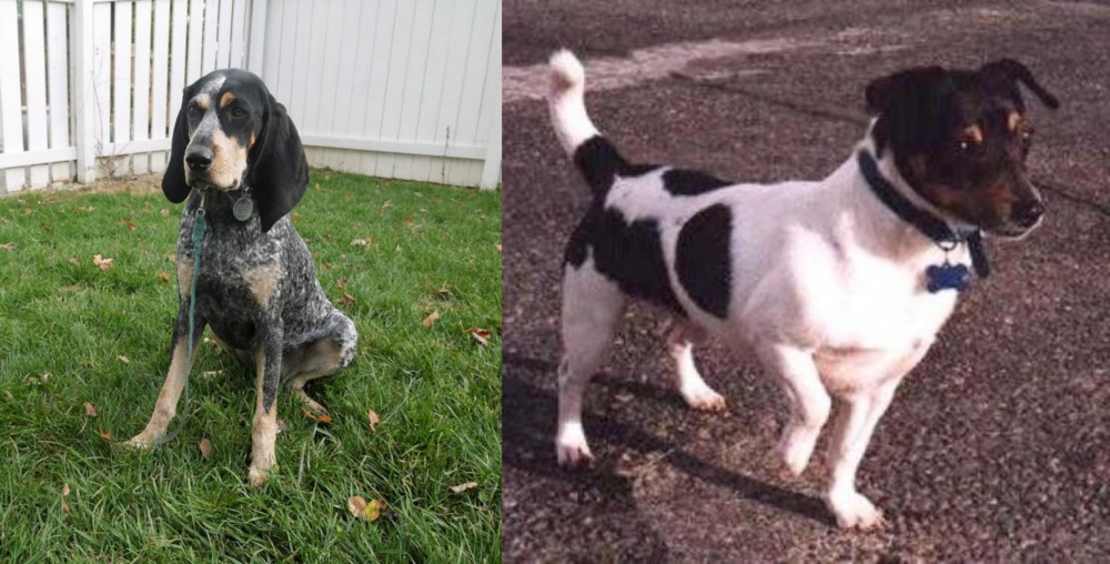 Teddy Roosevelt Terrier vs Grand Bleu de Gascogne - Breed Comparison