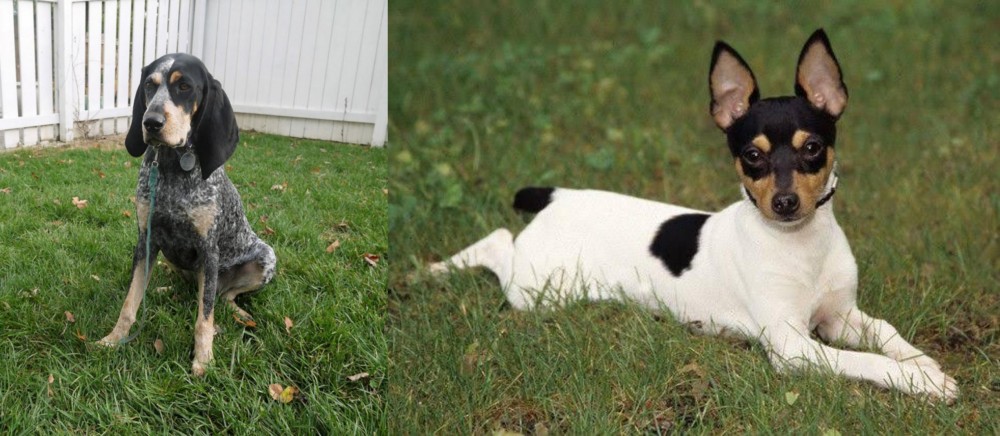 Toy Fox Terrier vs Grand Bleu de Gascogne - Breed Comparison