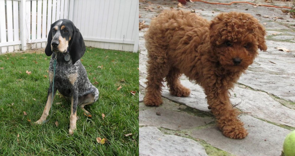 Toy Poodle vs Grand Bleu de Gascogne - Breed Comparison