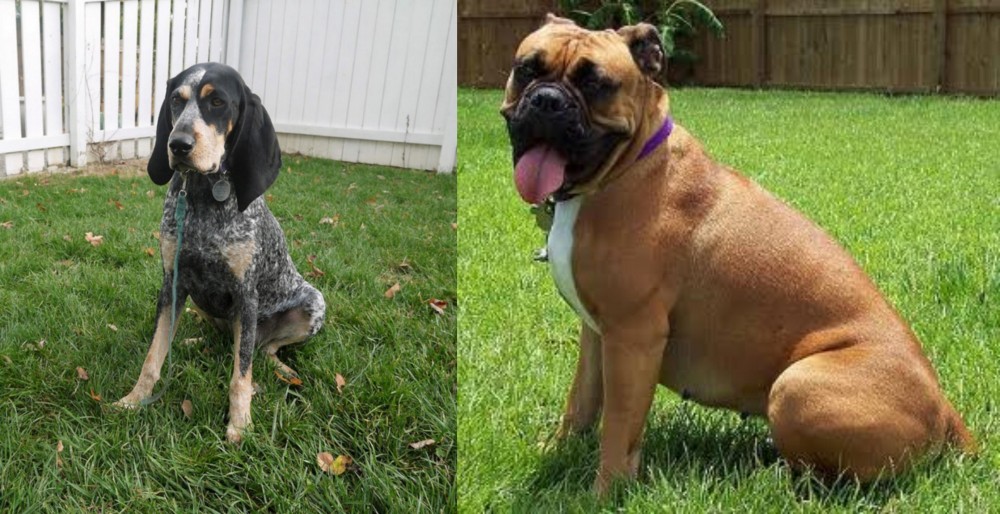 Valley Bulldog vs Grand Bleu de Gascogne - Breed Comparison