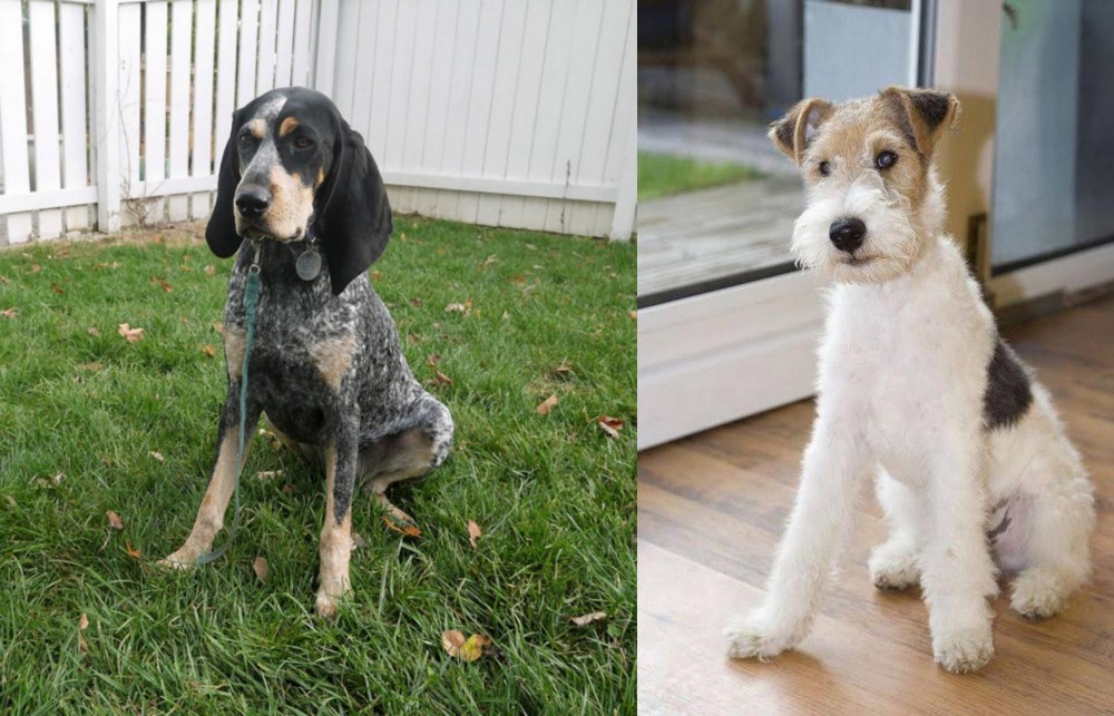 Wire Fox Terrier vs Grand Bleu de Gascogne - Breed Comparison