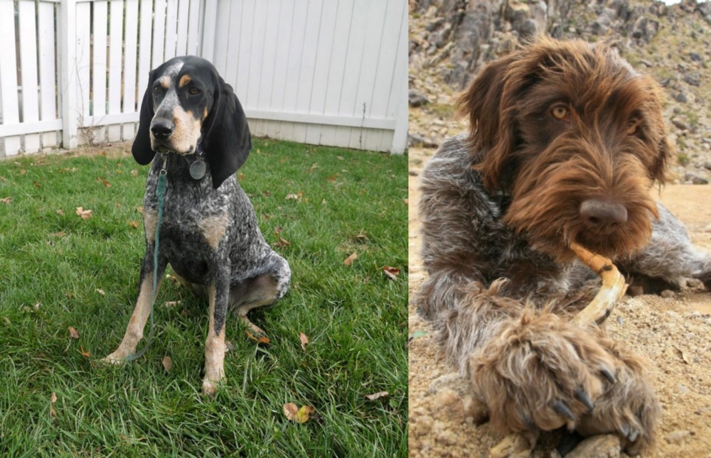 Wirehaired Pointing Griffon vs Grand Bleu de Gascogne - Breed Comparison