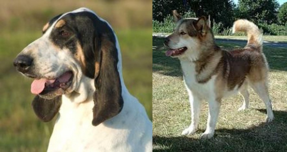 Greenland Dog vs Grand Gascon Saintongeois - Breed Comparison