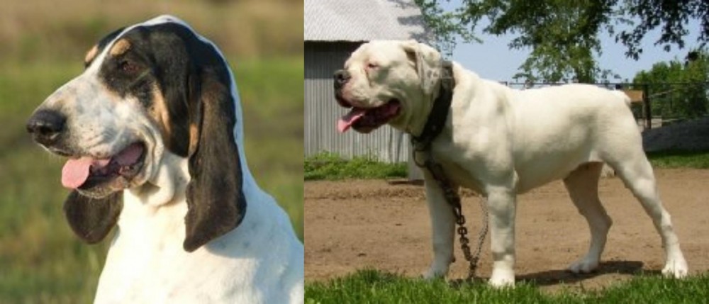 Hermes Bulldogge vs Grand Gascon Saintongeois - Breed Comparison